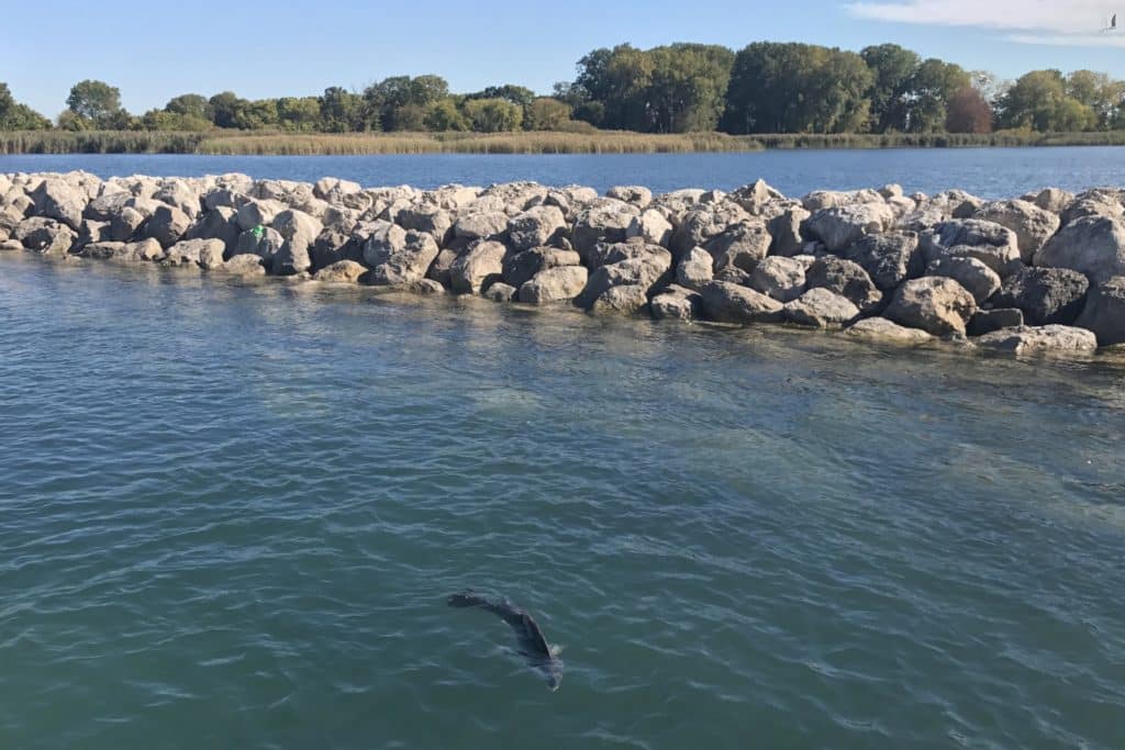 Stony Island Habitat Restoration project