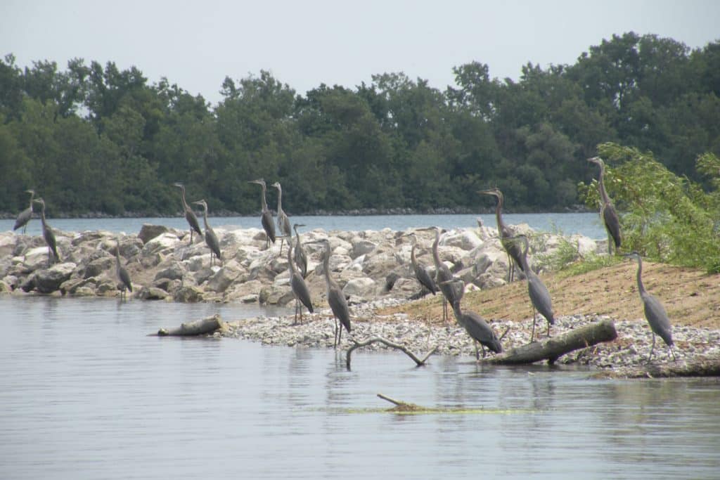 Stony Island Habitat Restoration project