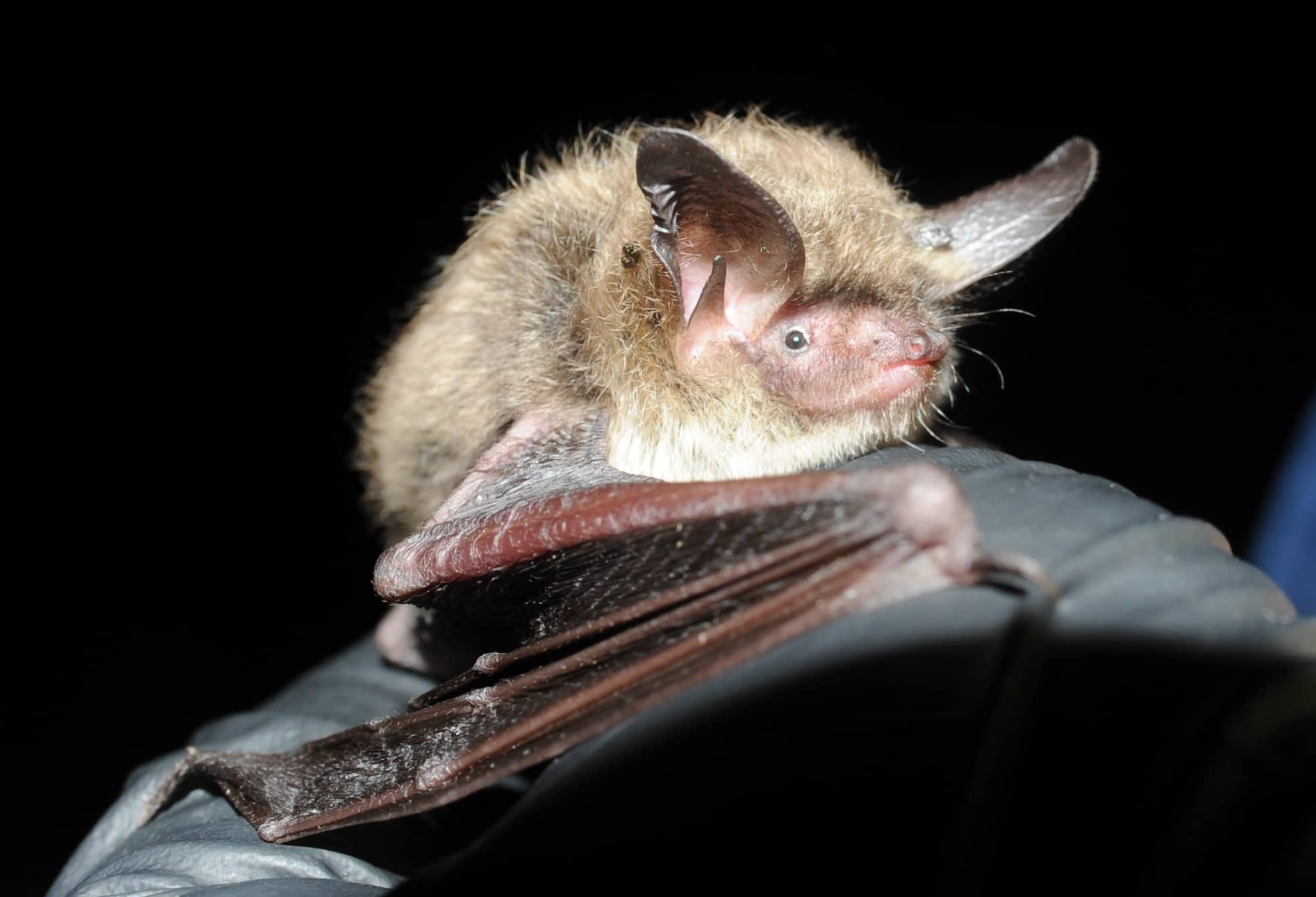 Be Prepared for Bat Survey Season » Environmental Consulting & Technology