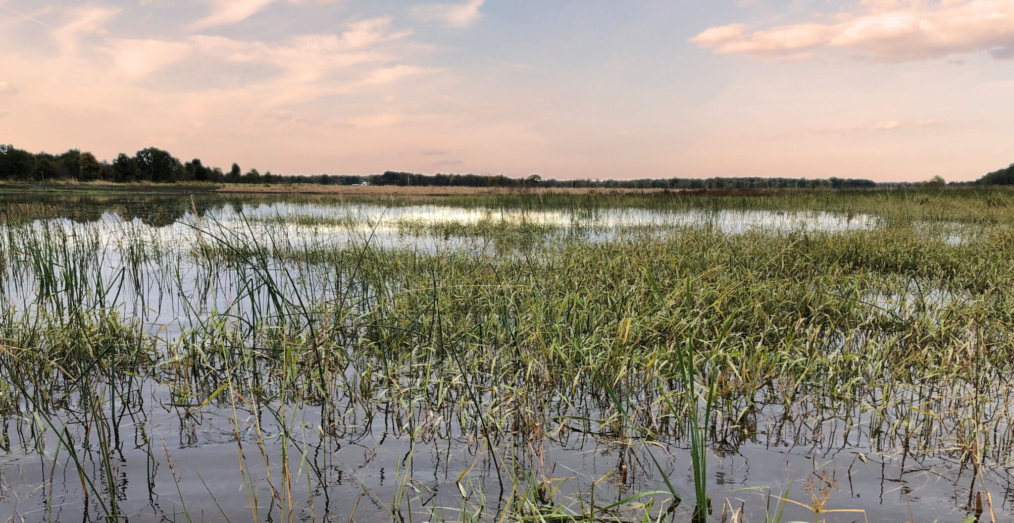 Bloomfield Swamp Wetland Restoration