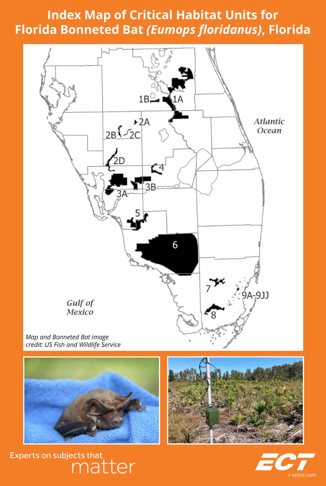 More than one million acres now designated critical bat habitat in