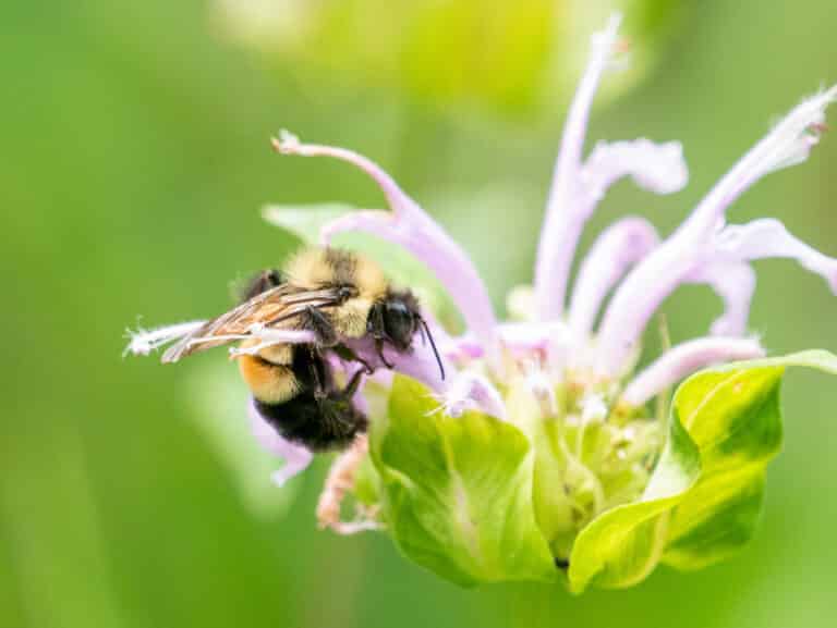 Bombus affinis, commonly known as the rusty patched bumble bee, is a species of bumblebee endemic to North America.