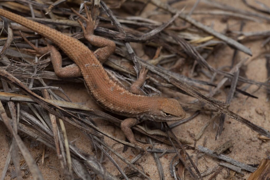 Photo by USFWS