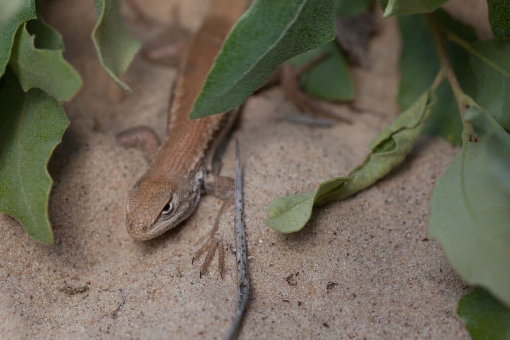 Photo by USFWS