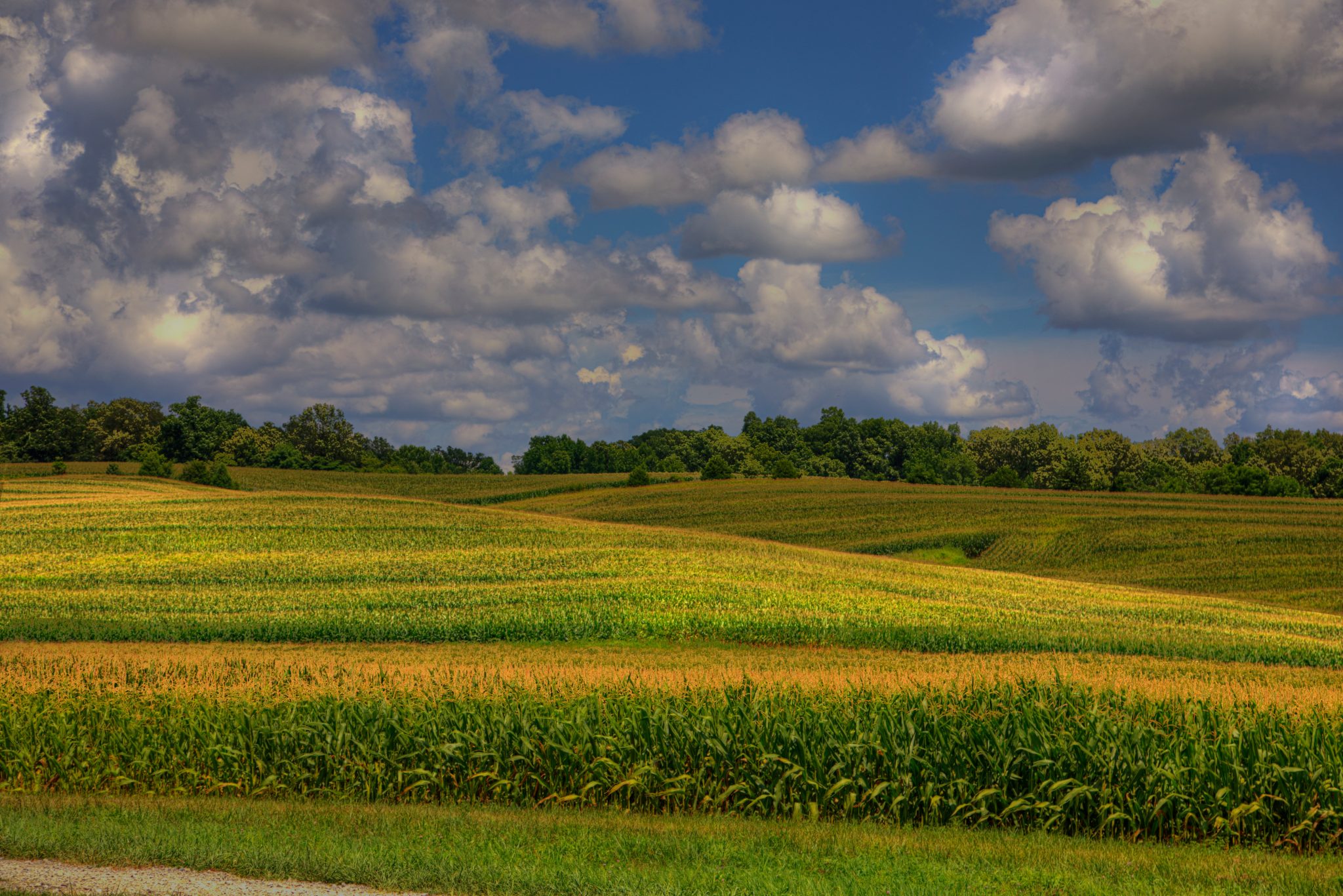 Sky full of fluffy clouds over a hilly corn field