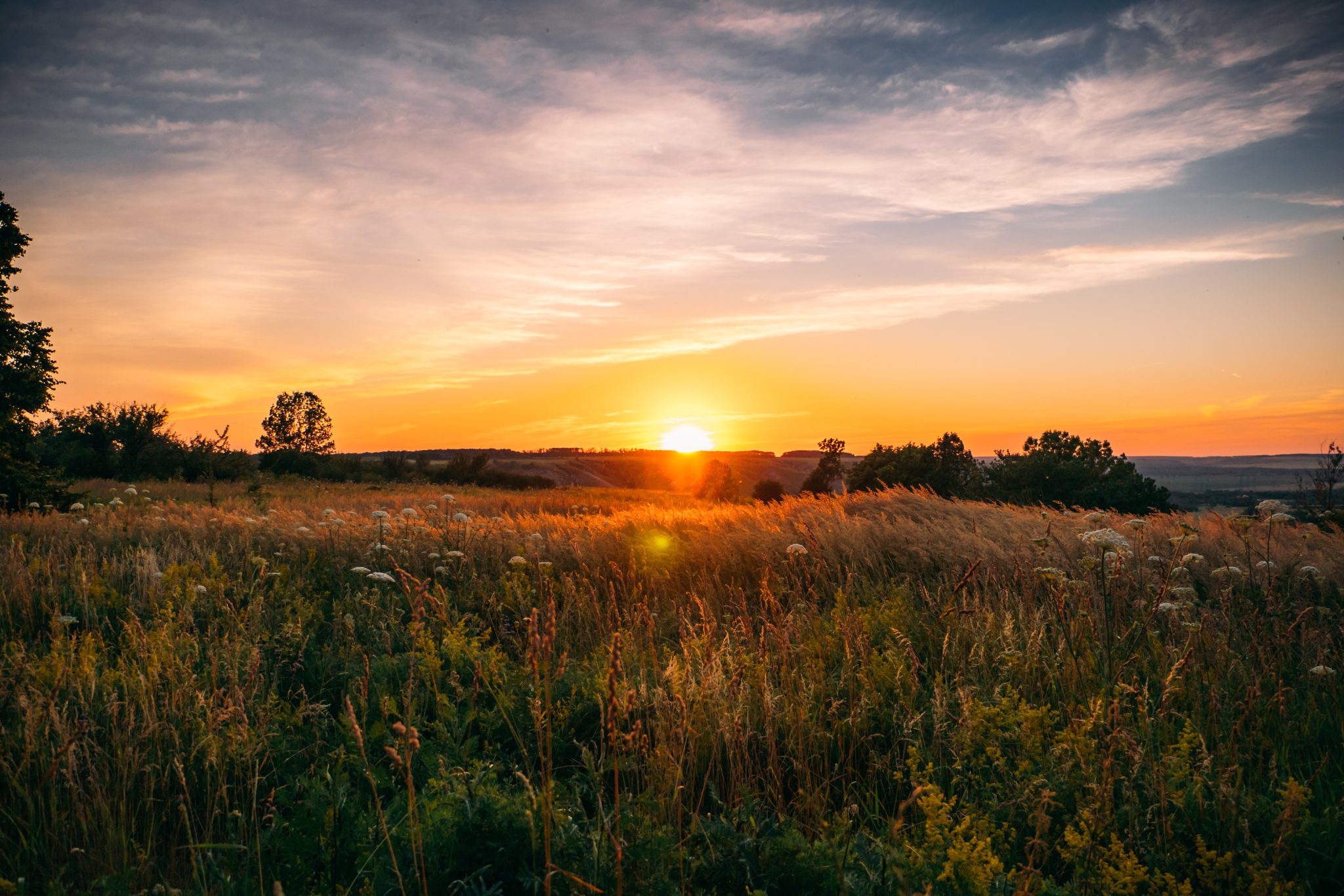 Beautiful summer sunset with waving wild grass